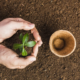 top-view-gardener-planting